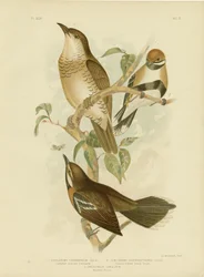 Cinnamon-Colored Cinclosoma or Cinnamon Quail Thrush